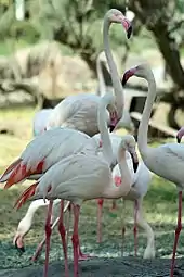 Image 7Greater flamingos (Phoenicopterus roseus) are native to Bahrain. (from Bahrain)