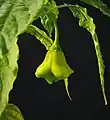 Bishop's crown fruit on its plant