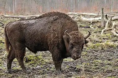 Image 10European bisonPhoto: Michael GäblerThe European bison or wisent (Bison bonasus) is the heaviest of the surviving land animals in Europe, with males growing to around 1,000 kg (2,200 lb). European bison were hunted to extinction in the wild, but have since been reintroduced from captivity into several countries. This male is moulting, his winter coat coming off in clumps.More selected pictures