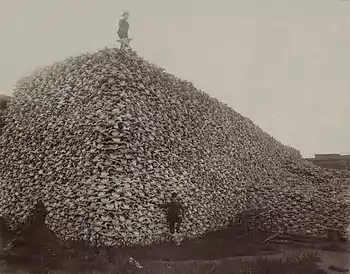 Des milliers de crânes forment grossièrement une pyramide. Au pied de celle-ci se tient debout un homme qui pose un pied sur le crâne d'un animal. Un autre homme se tient debout au sommet de la pyramide tout en tenant dans sa main un crâne d'animal.