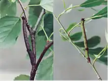 Peppered moth caterpillars mimic twigs