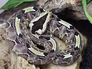 Vidid blue-green patterned juvenile