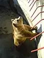 One of the four living bears in Bitola Zoo, which recently became a father.