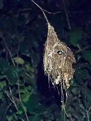 A black-and-red broadbill nest with a nesting broadbill inside