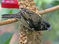 Male in alternate plumage