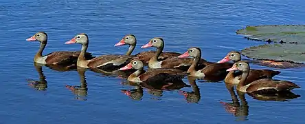 Black-bellied whistling ducks (Dendrocygna autumnalis)