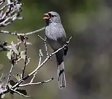 Gray bird with an open pink bill and a long tail sitting on a bare twig at the edge of a bush