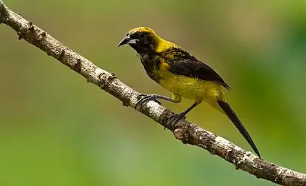 some Northern females and immature birds show yellow on the crown and back