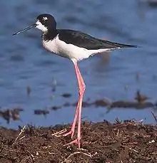 The Hawaiian stilt is usually considered a subspecies of the black-necked stilt.