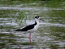 Black-necked stilt