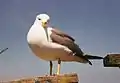 Black-tailed Gull in Hachinohe, Aomori