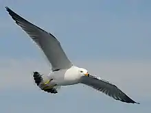 Black-tailed Gull in Tokyo Bay