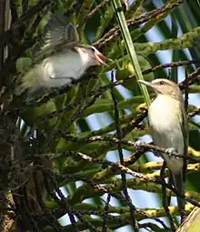 Black-whiskered vireo