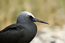 black seabird with white forehead