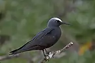 black seabird with white forehead facing right