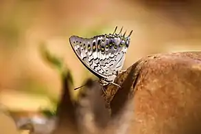 Black rajah (Charaxes solon) adult from Tirupati, Andhra Pradesh