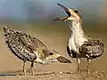 Juveniles at four weeks. They are distinguished from adults by the white speckled pattern on their wings and body.