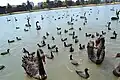 Black swans at Albert Park Lake wearing identifying neck collars as part of Mulder lab research