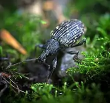 Black Vine Weevil (Otiorhynchus sulcatus)