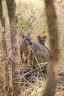 Black wallaroos at Nourlangie Rock