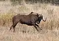 Black Wildebeest