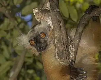 female black lemur