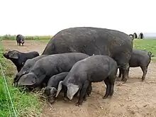 Several dark-coloured swine