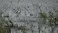 Black-winged stilts