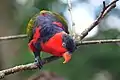 Black-capped lory at the Cincinnati Zoo