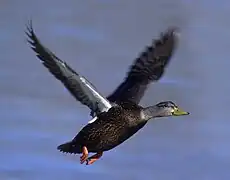 American black duck