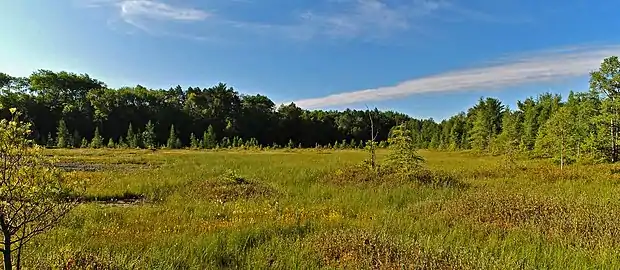 The south end of the bog