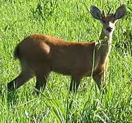 Marsh deer