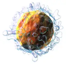 image of a T cell