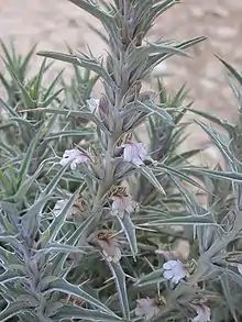 Spiny plant with pale violet flowers