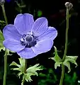 Blue flower