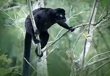 Eulemur flavifrons