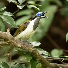 A medium-sized songbird with a prominent blue eye-patch sits on pebbled concrete.