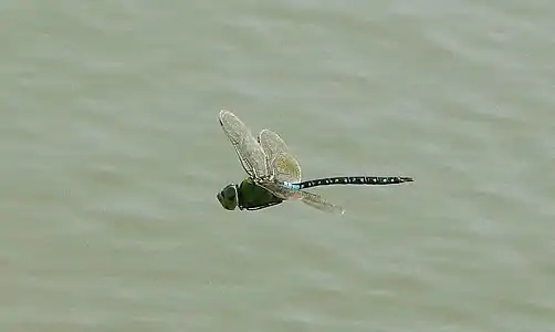 Anax guttatus male (in flight)