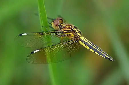 Palpopleura sexmaculata juvenile male