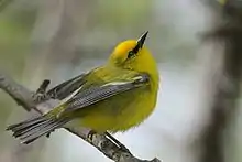 Blue-winged warbler