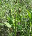 Blue funnel lily developing fruit