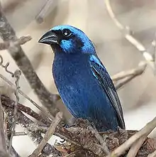 Blue bunting (male)