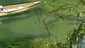 Manatees browse beside canoe