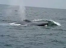 Photograph of a whale blowing