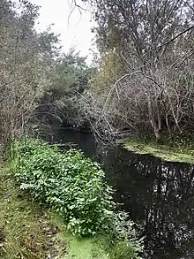 Creek in November, leafless branches bending over the water, greenery on the banks