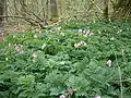 A colony of plants