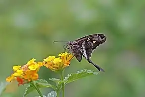 C. catillus albiusBlurry-striped longtail, Panama