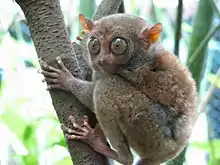 brown tarsier clinging to branch