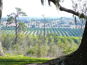 Orange groves below the ridge