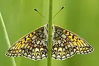 Underside of the bog fritillary for comparison